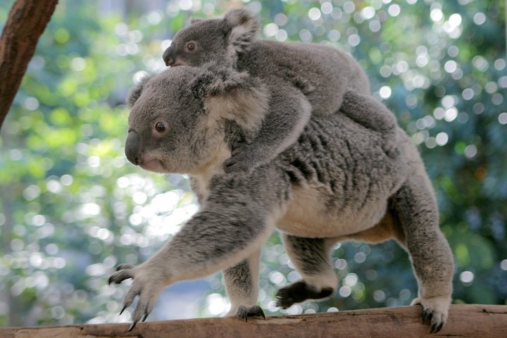 Lone Pine Koala Sanctuary Admission with Brisbane River Cruise - Accommodation Brisbane